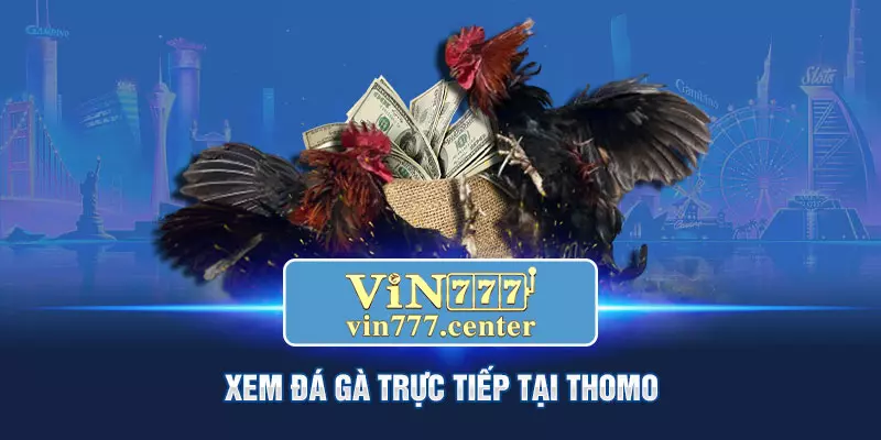 Xem đá gà trực tiếp ở Thomo là gì ?