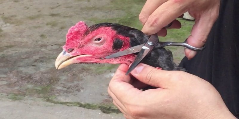 Với cách nuôi gà chọi bạn cần cắt tỉa lông cho chúng thường xuyên